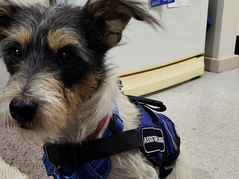 Assistance/Therapy Dog Vests to be worn with harness