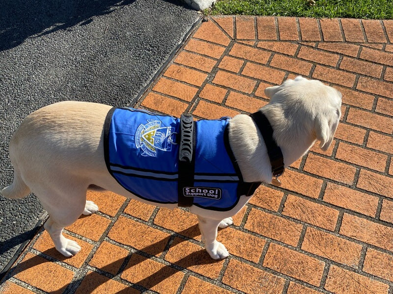 A Business / School Logo Embroidered on Vest