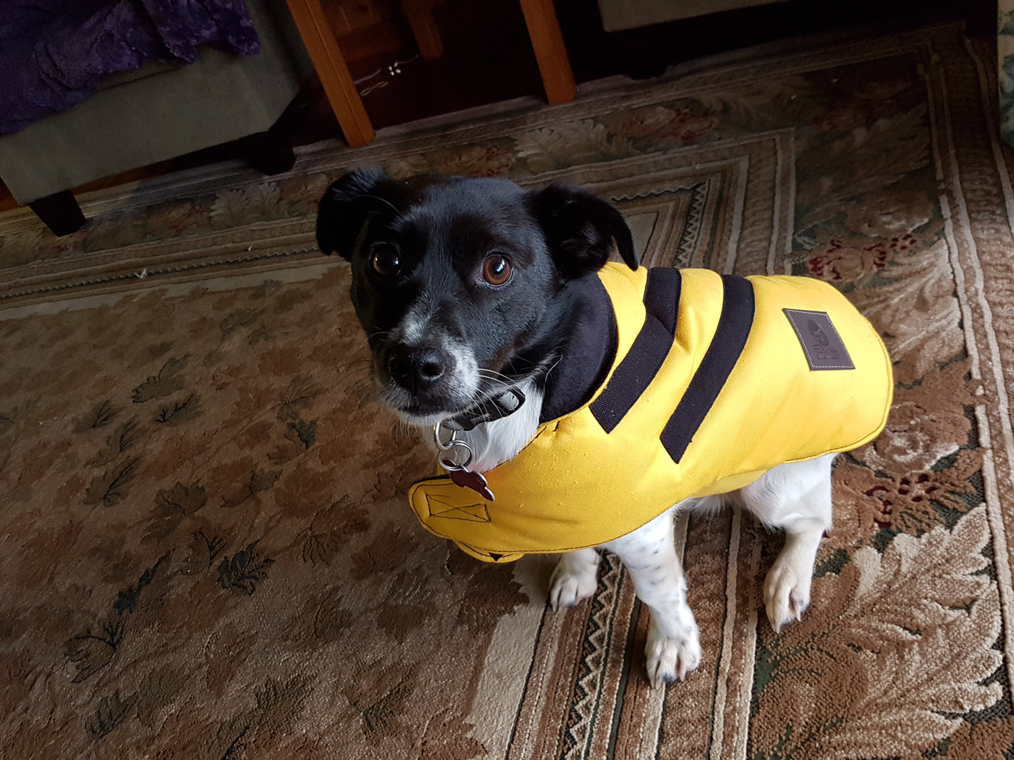 Dog Lounge Coat