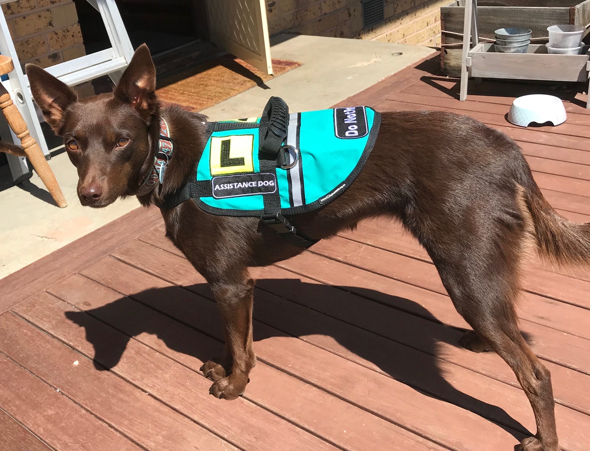 Assistance and Therapy Dogs Vest