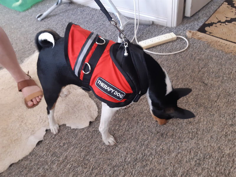 Assistance/Therapy Dog Vests to be worn with harness