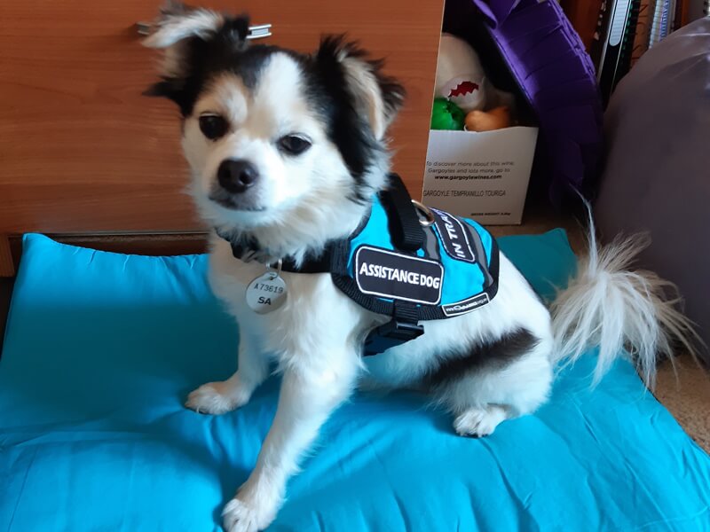 Assistance and Therapy Dogs Vest