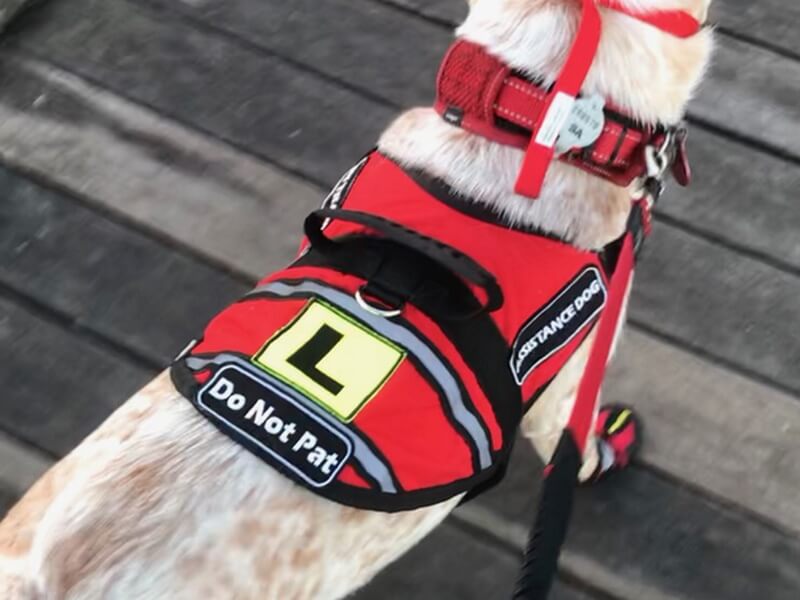 Assistance and Therapy Dogs Vest
