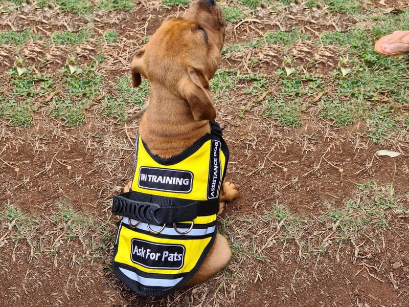 Assistance and Therapy Dogs Vest