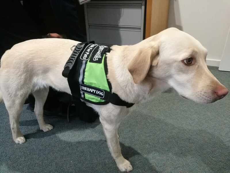 A Business / School Logo Embroidered on Vest