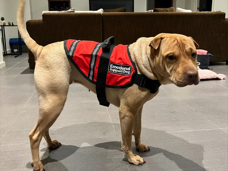 Assistance Dog vests for RAAF Workplace Welfare Dogs