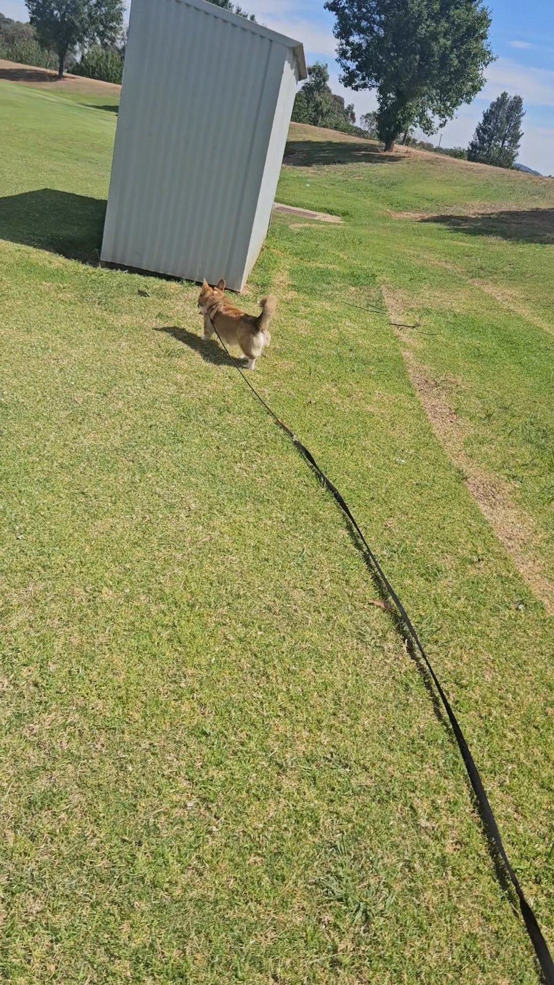 Dog Leashes