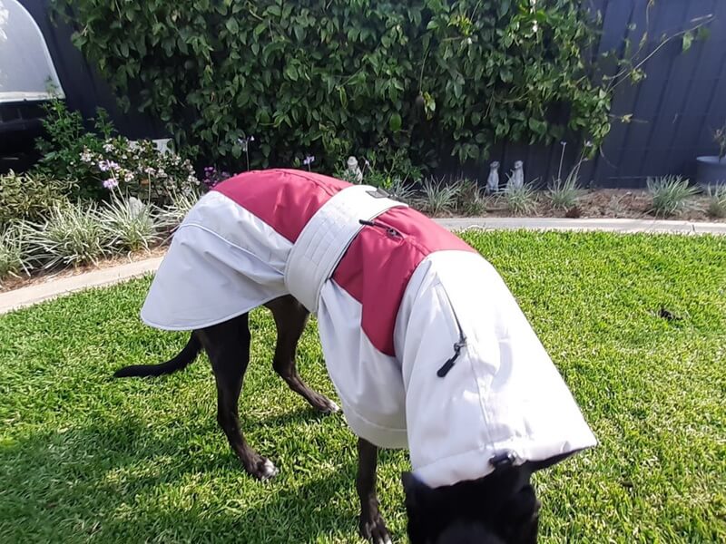 Winter Coat